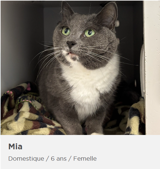 Huit animaux de la SPA de l’Estrie à découvrir pour une adoption