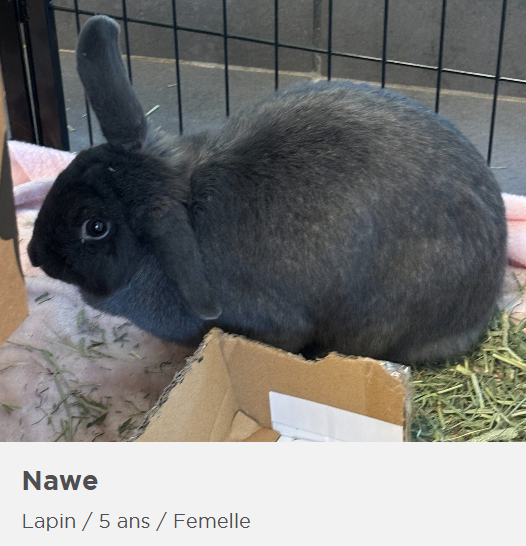 Huit animaux de la SPA de l’Estrie à découvrir pour une adoption