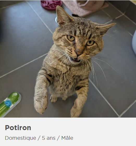 Huit animaux de la SPA de l’Estrie à découvrir pour une adoption